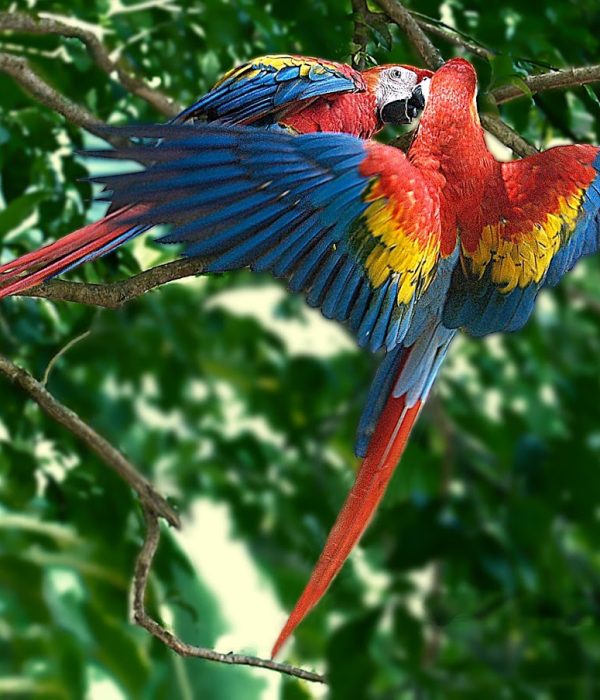 a parrots in a tree