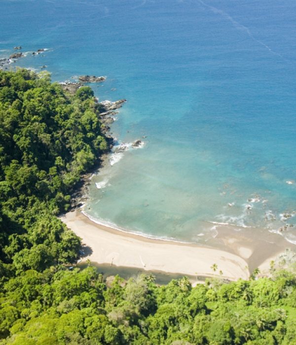 View of a beach and ocean and djungle